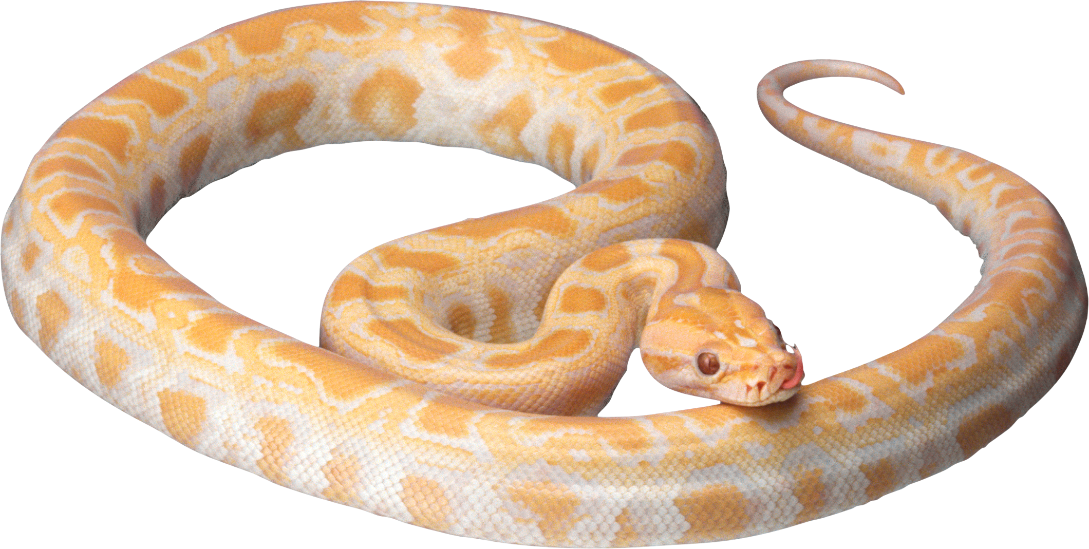 Snake Clipart Photos 10 - White And Orange Snake (2120x1069)
