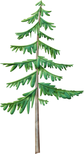 Pine Tree - Camp Tree Clip Art (275x500)