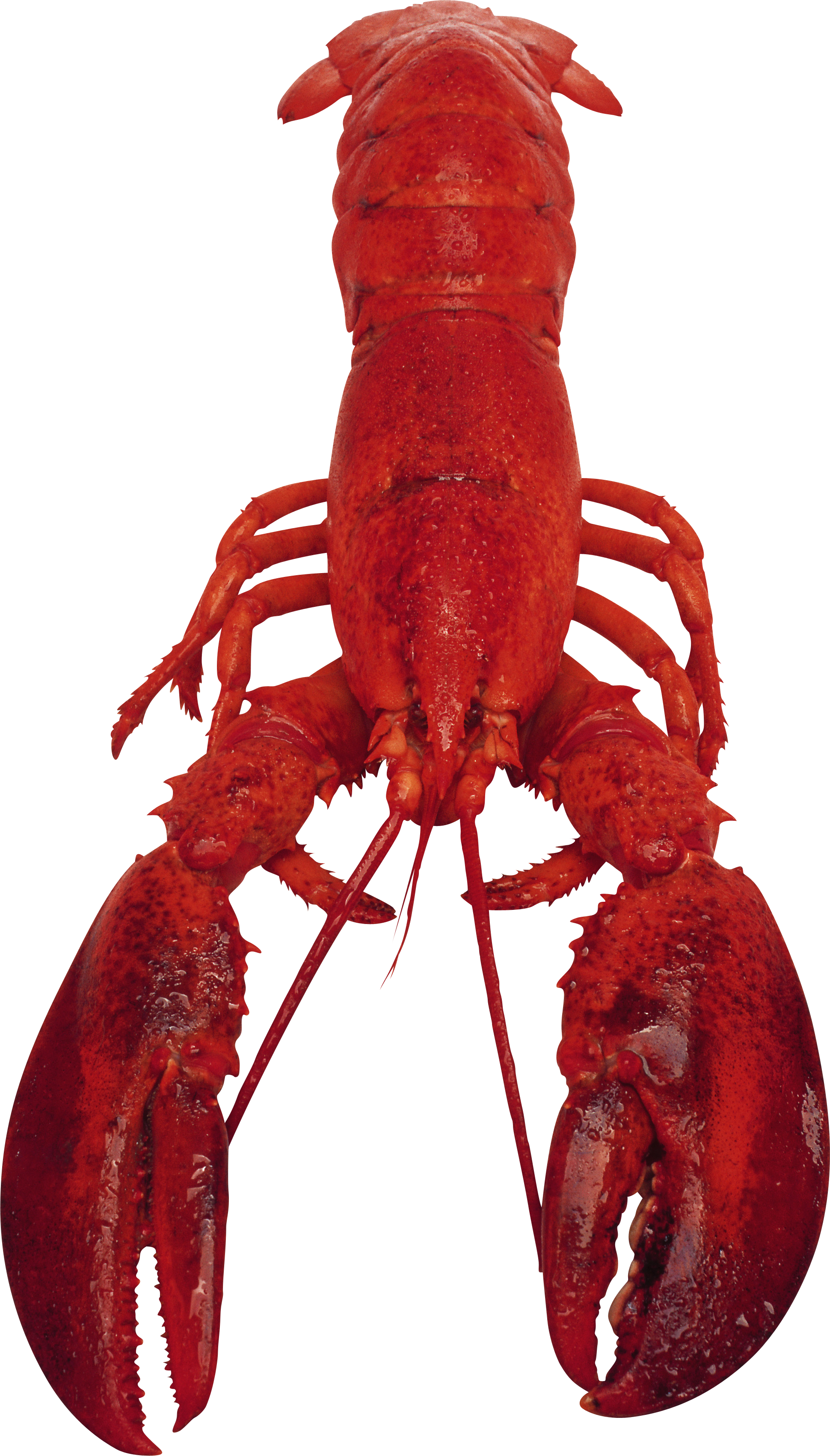 Download - Lobster (1940x3402)