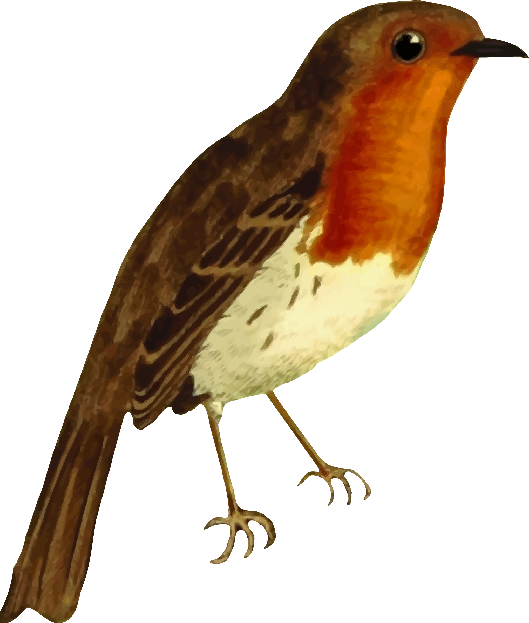 Clipart European Robin Isolated - Robin Birdf Png (2038x2400)