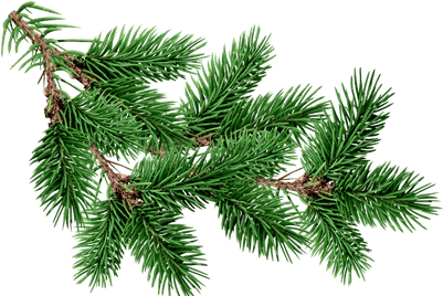 Branch Fir Tree - Christmas Tree Branch Transparent (400x400)