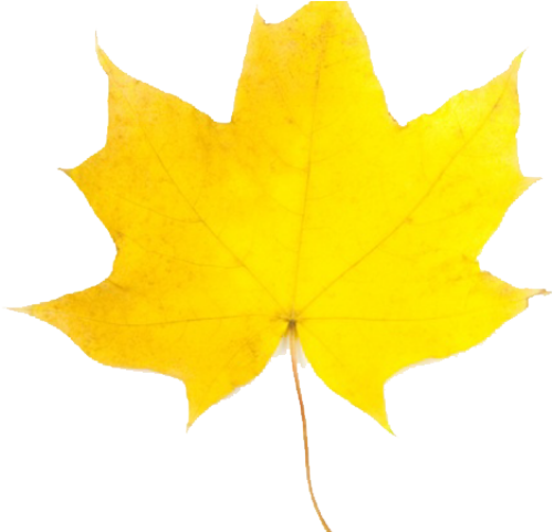 Maple Leaf Clipart 2 Leaves - Clip Art (640x480)