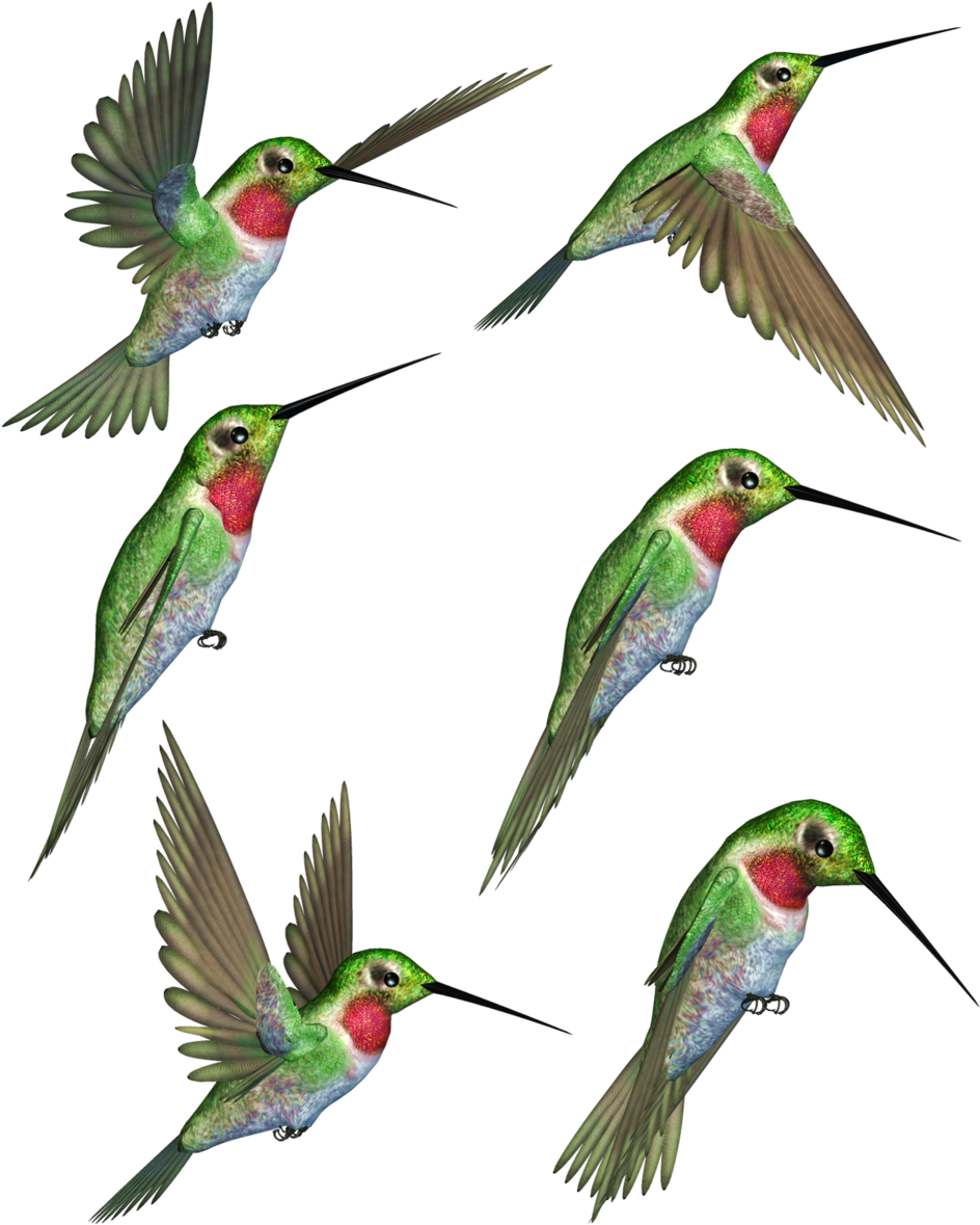 Ruby-throated Hummingbird Clip Art - Hummingbird (1024x1238)
