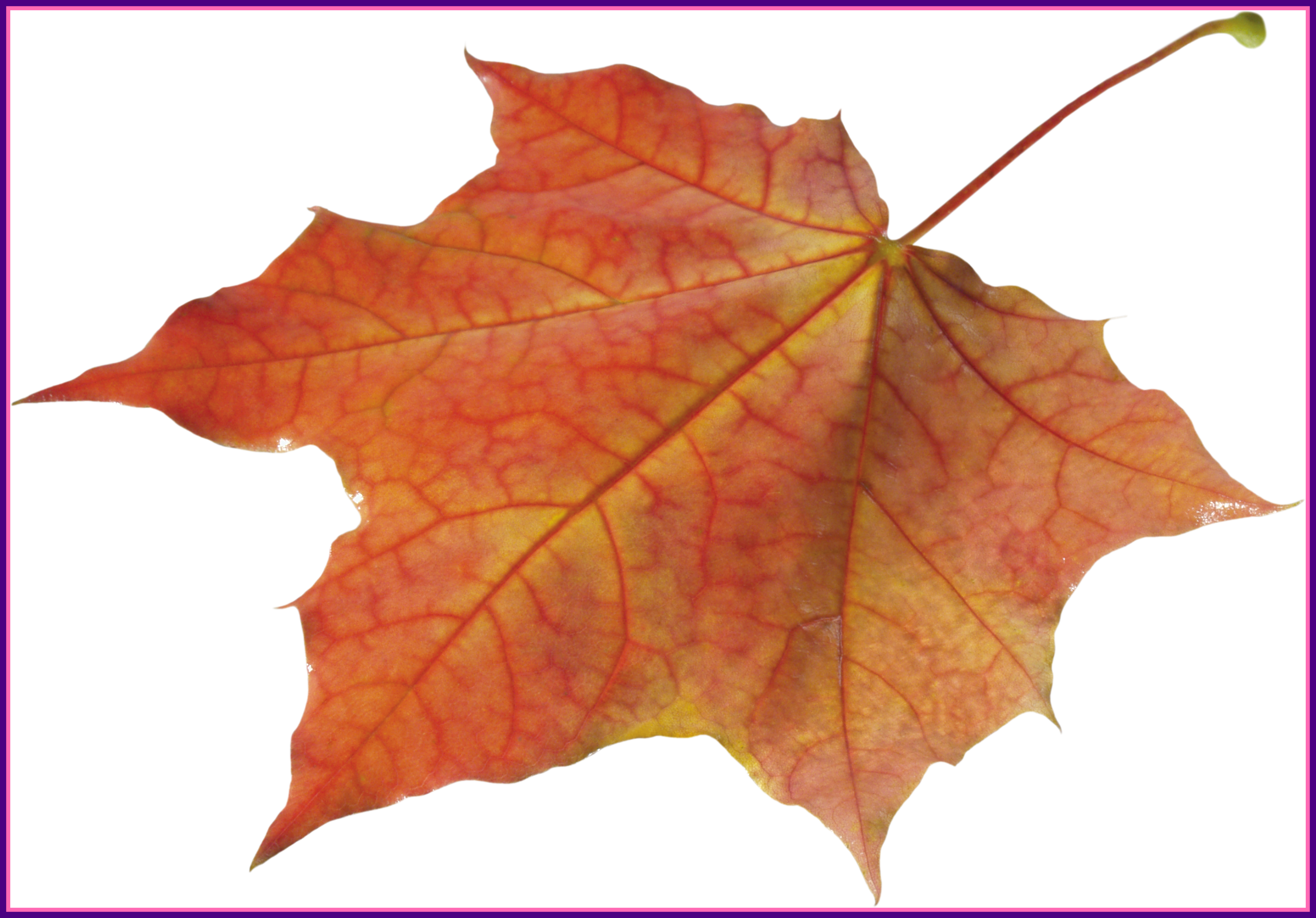 Marvelous Autumn Leaves Solo Left Transparent Png Image - Autumn Leaf Png (3240x2262)