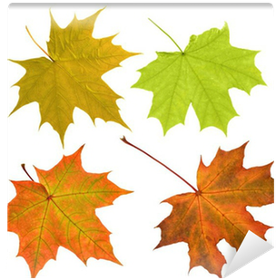Four Maple Leaves Isolated On Whitee Wall Mural • Pixers® - Maple (400x400)