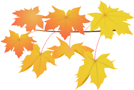 Leaves Yellow - Maple Leaf (495x379)