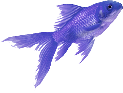 Fish Colorful Tumblr Vaporwave Aesthetic - Purple Fish Png (450x366)