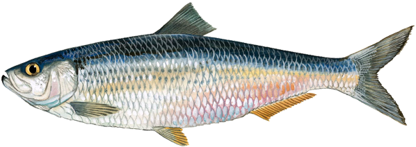 Herring Clipart Pencil And In Color Fish Clip Art - Blue Heron Bait Fish (640x261)