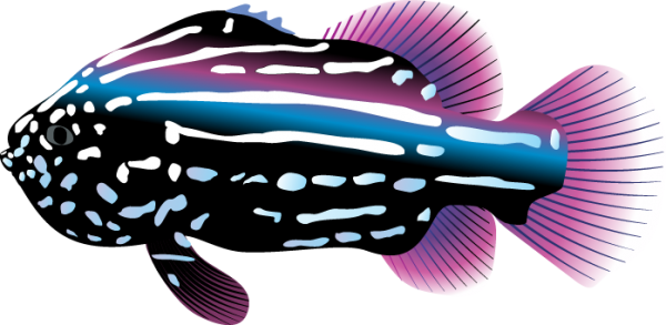 Tropical Fish Clipart Colorful Fish - Tropical Fish Clip Art (600x293)