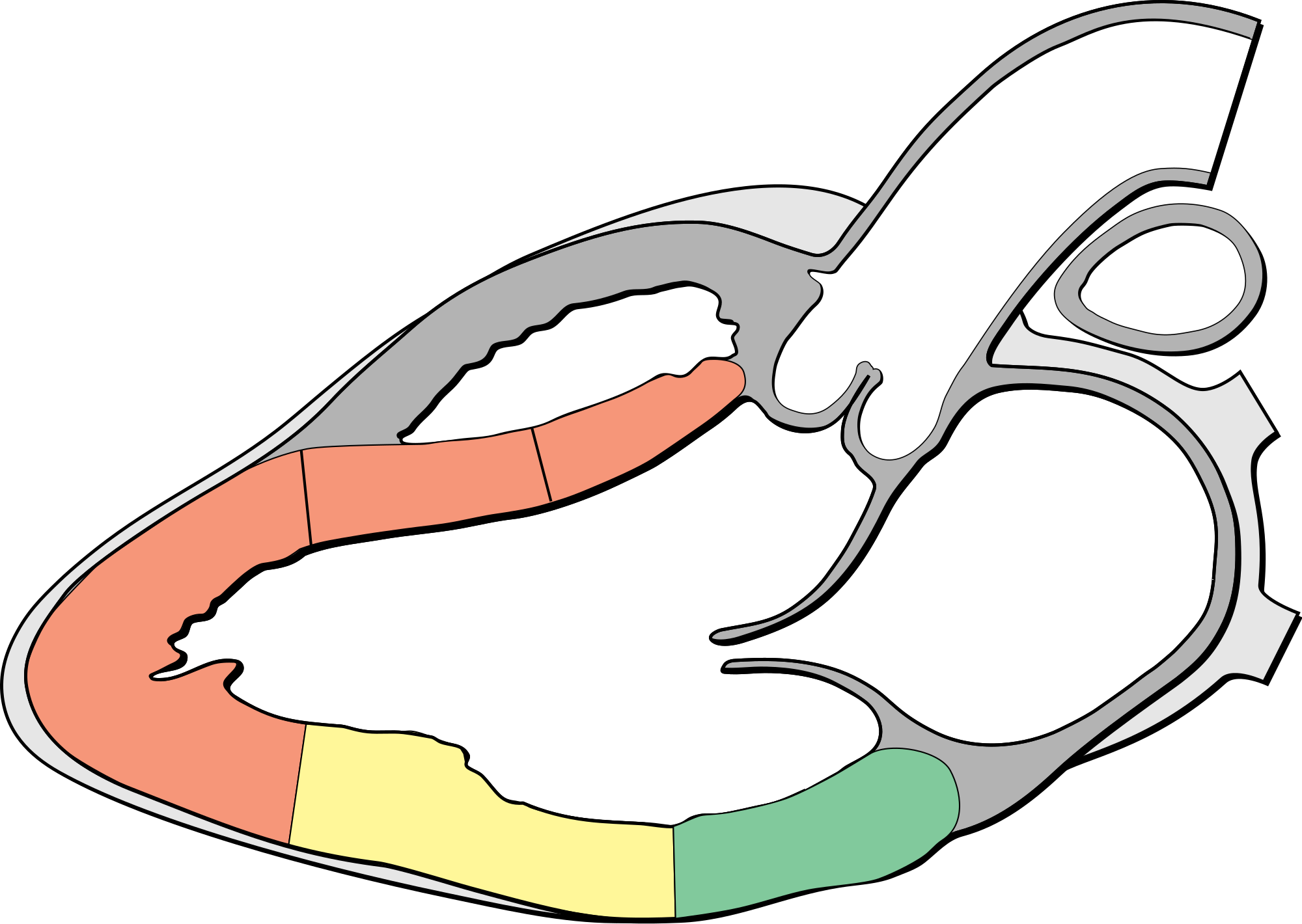 Open - Left Parasternal Long Axis View (2000x1420)
