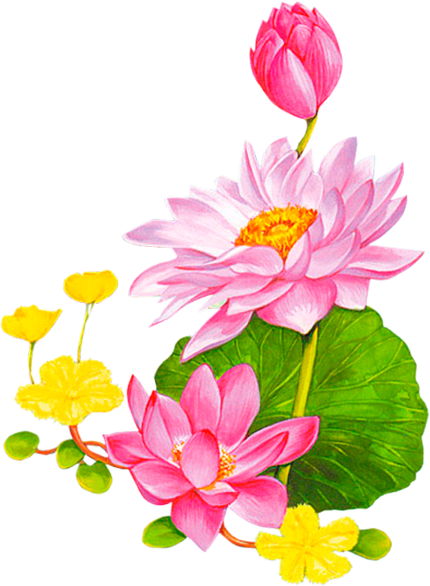 Kwiaty Transparent - Lotus Cartoon (477x650)
