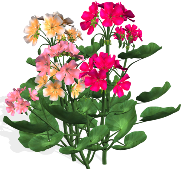 Flower Clipartblossoms - Flower (600x577)