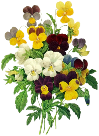 Kwiaty - - Pierre Joseph Redoute Pansies (328x451)