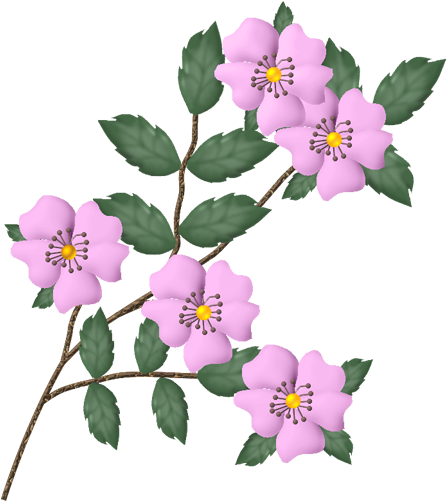 Image Du Blog Henriette57 - Rosa Canina (500x500)