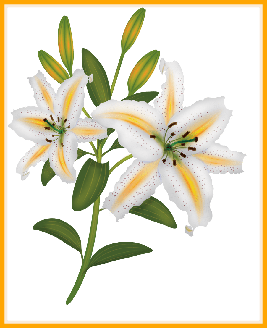 Bouquet Clipart Flower Bouquet Clipart Png Best Vector - Clip Art (903x1109)