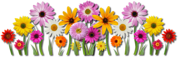 Flower Clipart - Clip Art (600x243)
