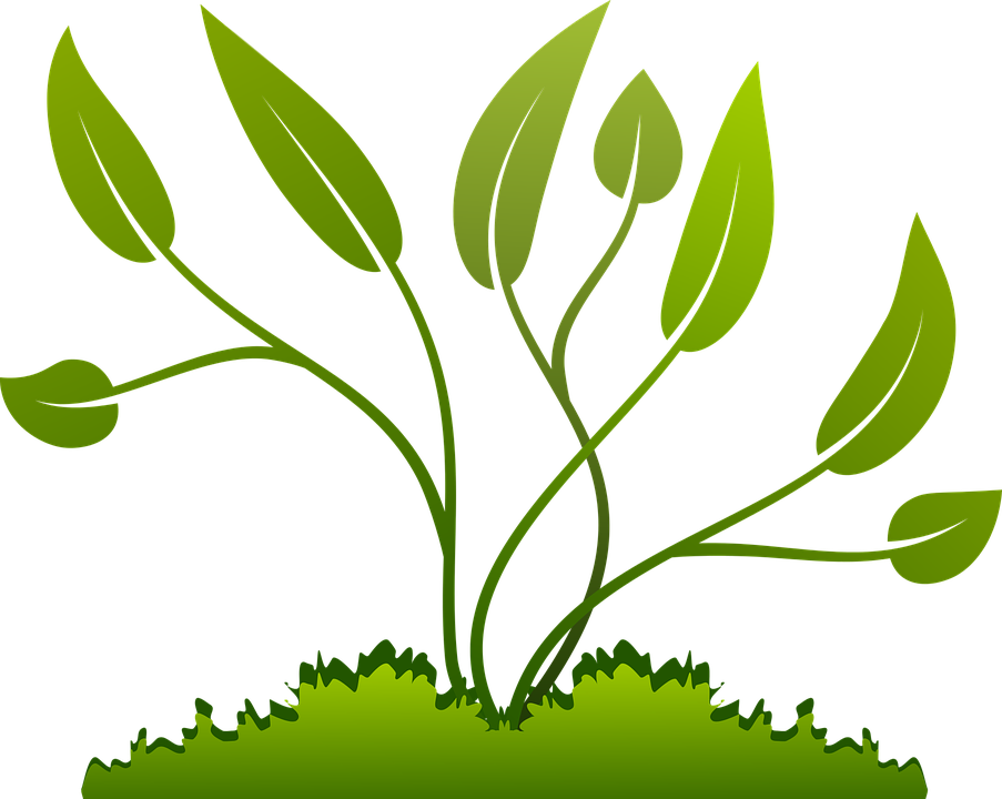 Free Nature Clipart 27, Buy Clip Art - Leaf Growing (903x720)
