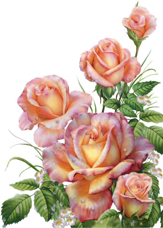 Roses,pink,roze,rosa, - Поздравления С Днем Рождения Алина (571x800)