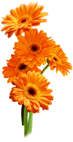 Kwiaty Png Różne - Calendula Png Flower (249x500)