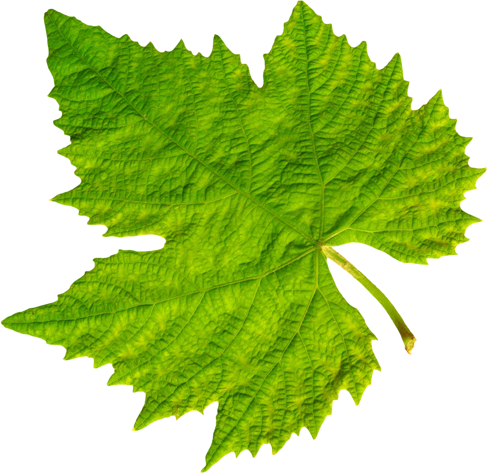 Grape Vine Leaf Png Image Purepng Free Transparent - Grape Vine Leaf Png (1022x997)