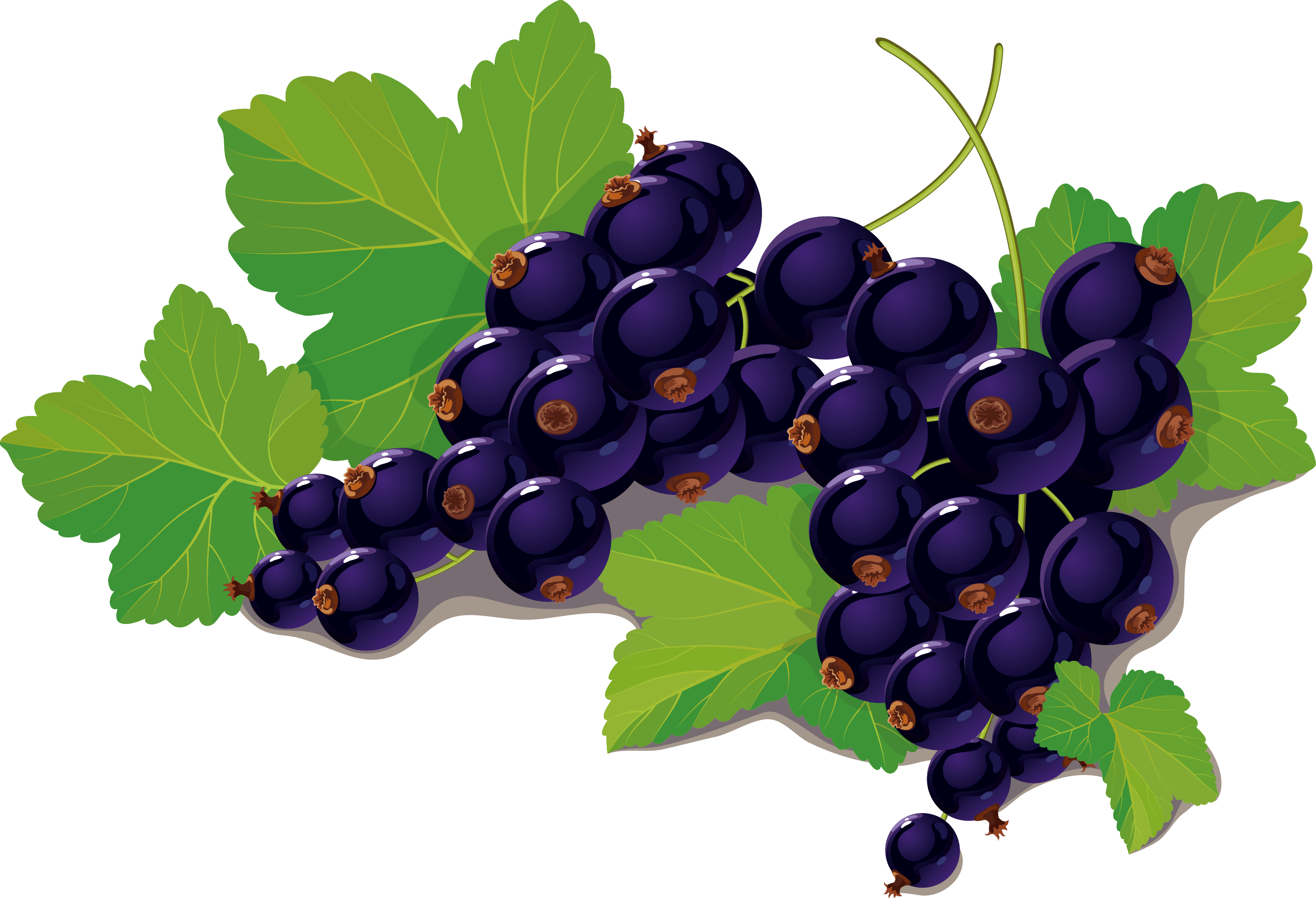 Blackcurrant Blueberry Clip Art - Transparent Blackcurrant (3069x2094)