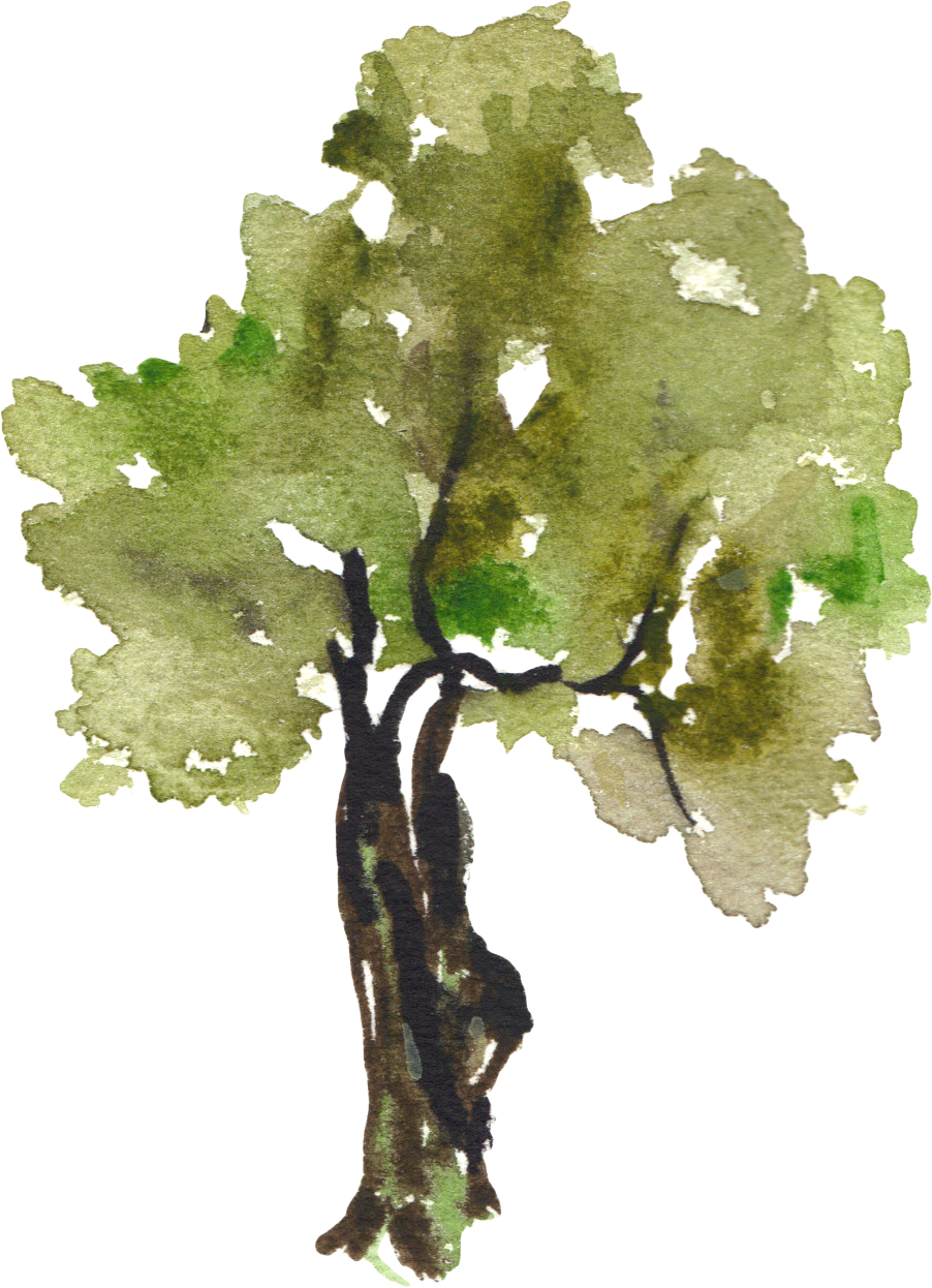 Grapes Clipart Tree - Tree Watercolor Png (902x1246)