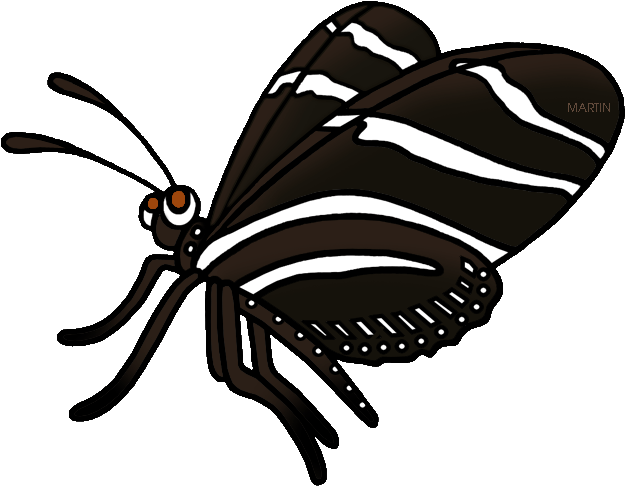 Zebra Clipart Phillip Martin - Zebra Longwing Butterfly Clipart (648x511)