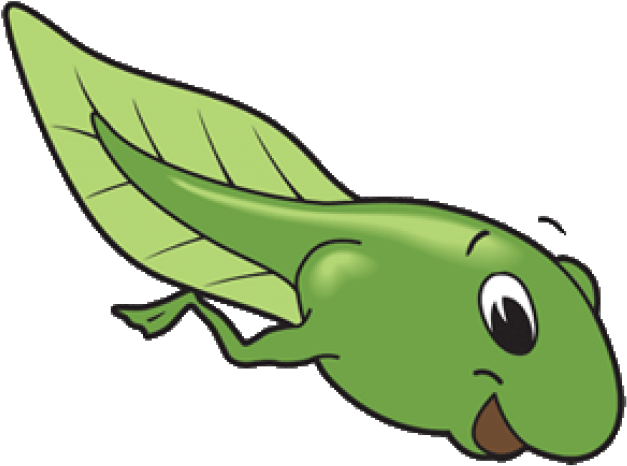 Tadpole Clipart Free Clipart On Dumielauxepices Net - Tadpole Clipart (640x480)