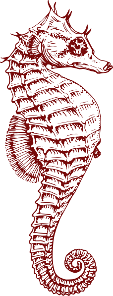 Coral Seahorse Opaque Clip Art At Clker - Clip Art Teal Seahorse (228x597)