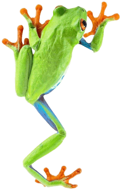 Red Eyed Tree Frog Png (400x400)