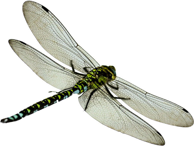 Dragonfly Clipart Transparent Background - Dragon Fly Png File (850x677)