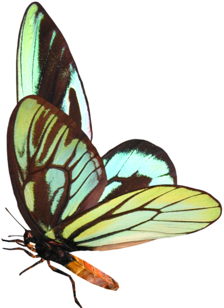 Бабочки На Прозрачном Фоне (600x600)