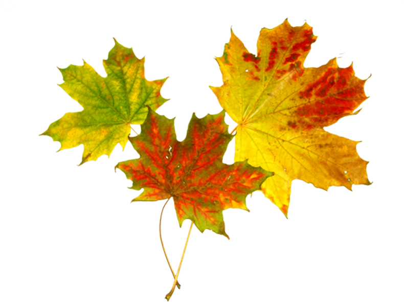 Http - //www - Narvalib - Ee/images/leht - Leaf Tattoosinvitation - Осенние Листья Картинка Без Фона (800x601)