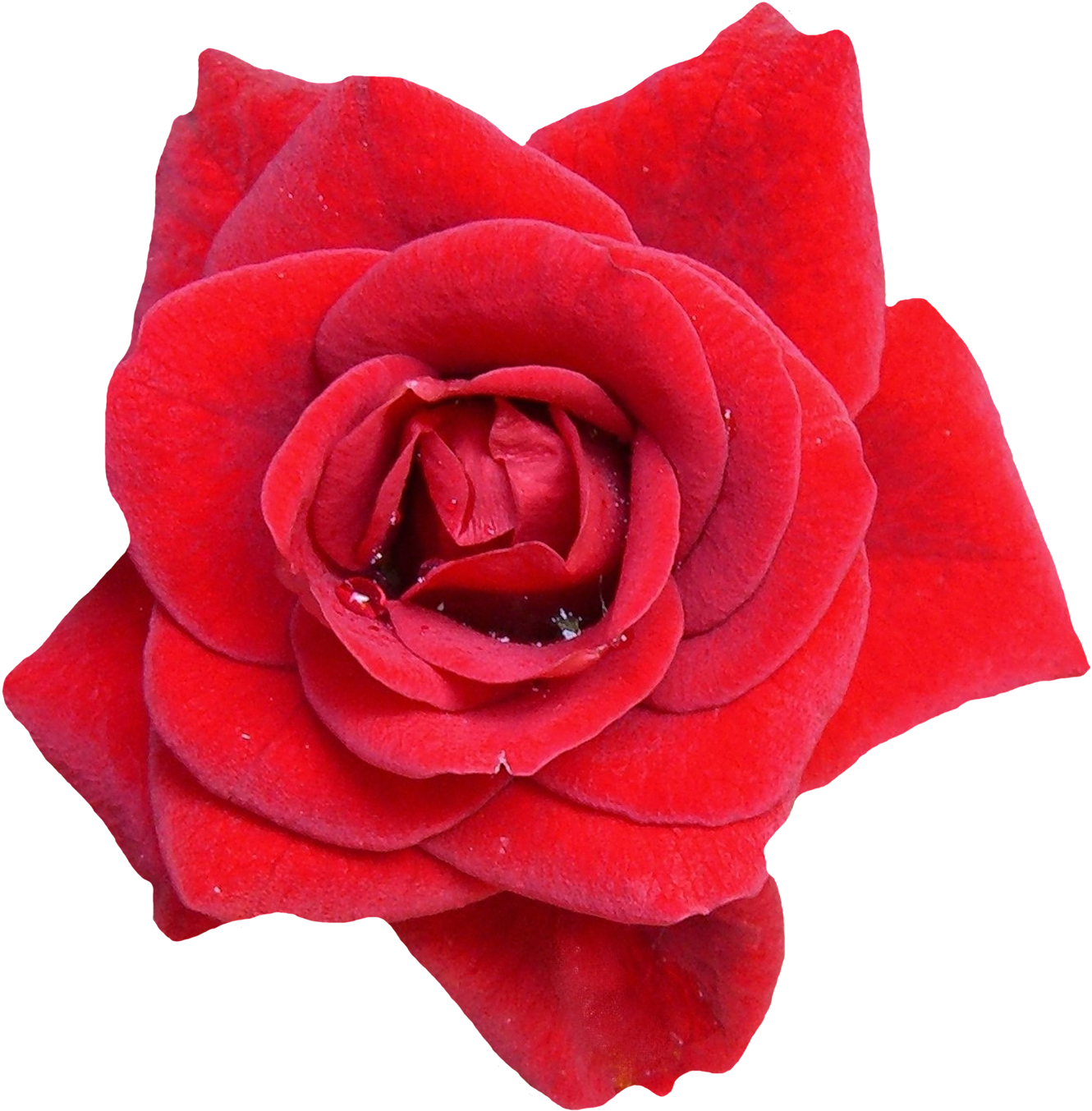 Red Rose Flower Png Image Purepng Free Transpa Cc0 - High Resolution Flower Png (1450x1464)