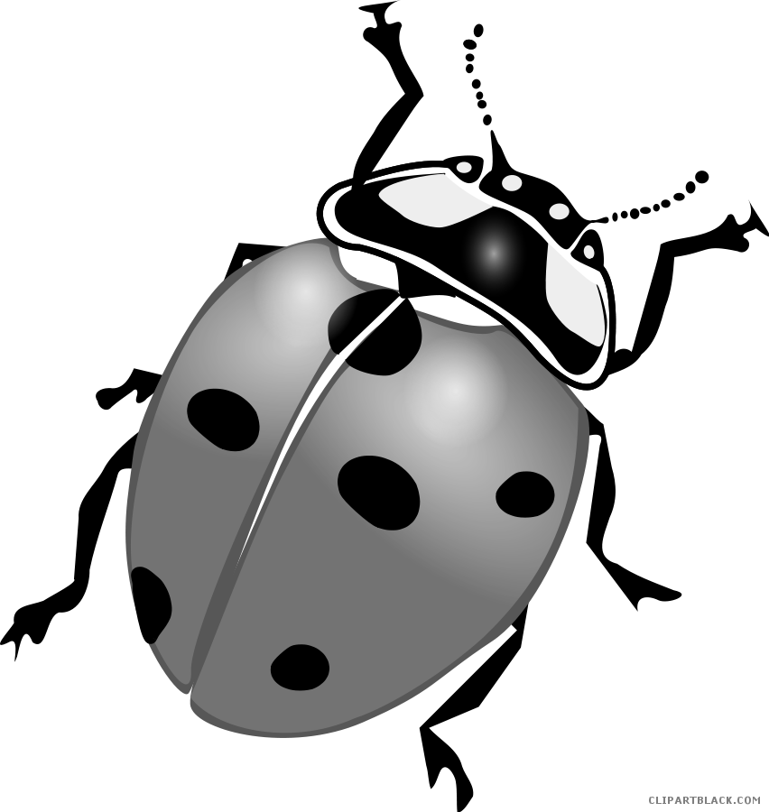 Lightning Bug Animal Free Black White Clipart Images - Ladybird Black And White (852x900)