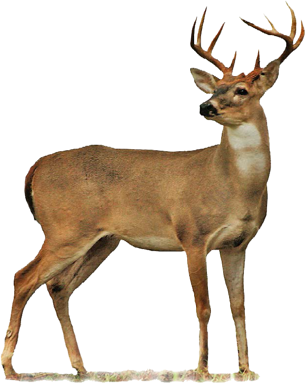 Deer Clipart Transparent - Deer Png (644x794)