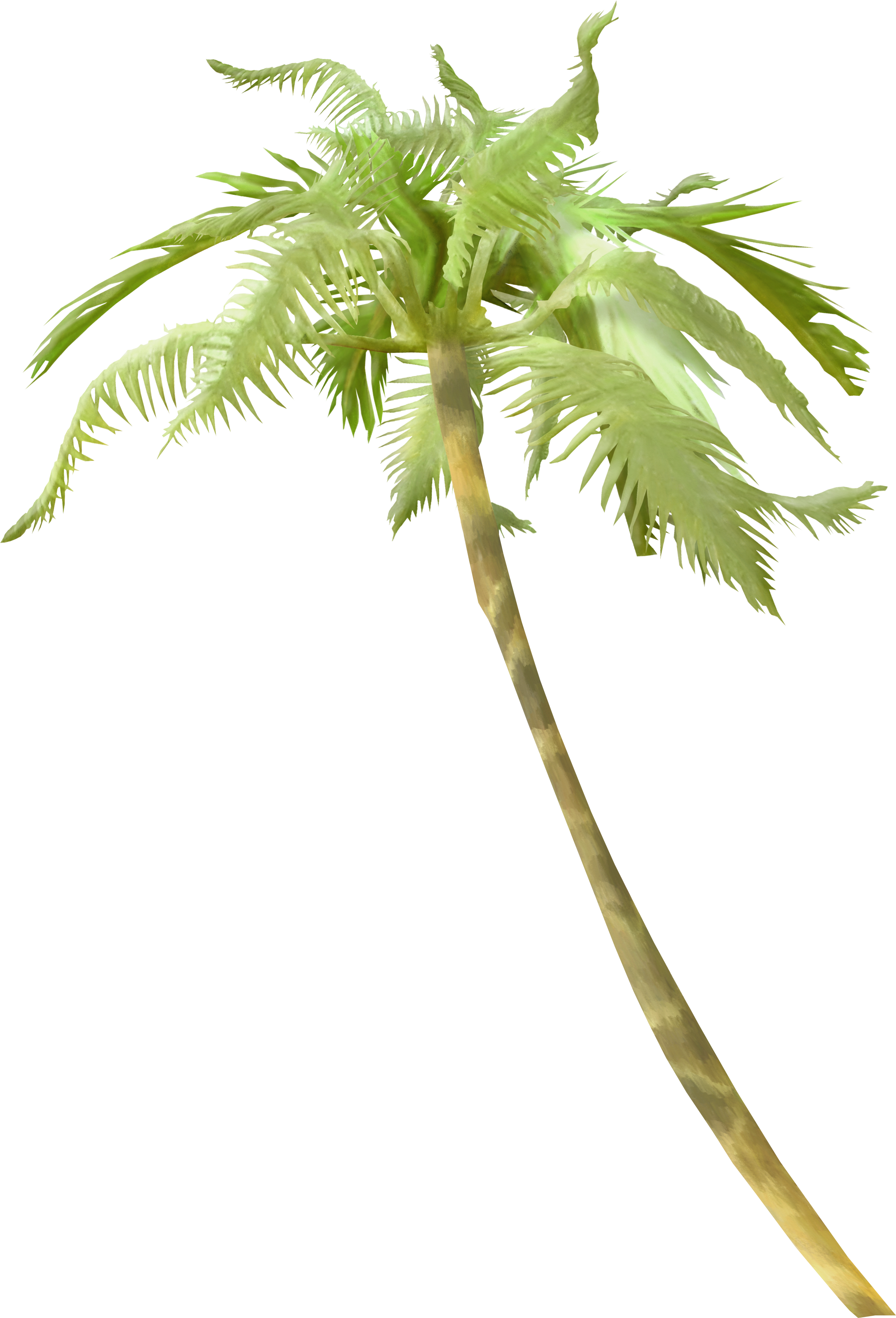 Light Arecaceae Tree Clip Art - Пальма Ветки Png (2437x3586)