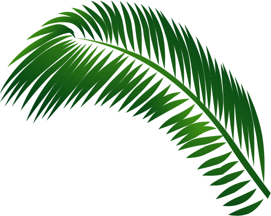 Jamaica Clipart Palm Tree - Leaf (547x435)