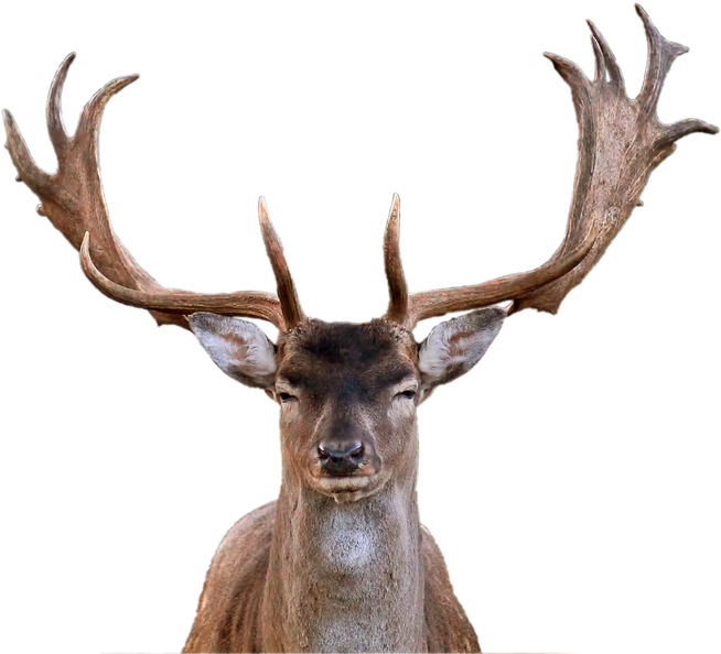 Download Free Photo Report - Deer Front Png (960x640)