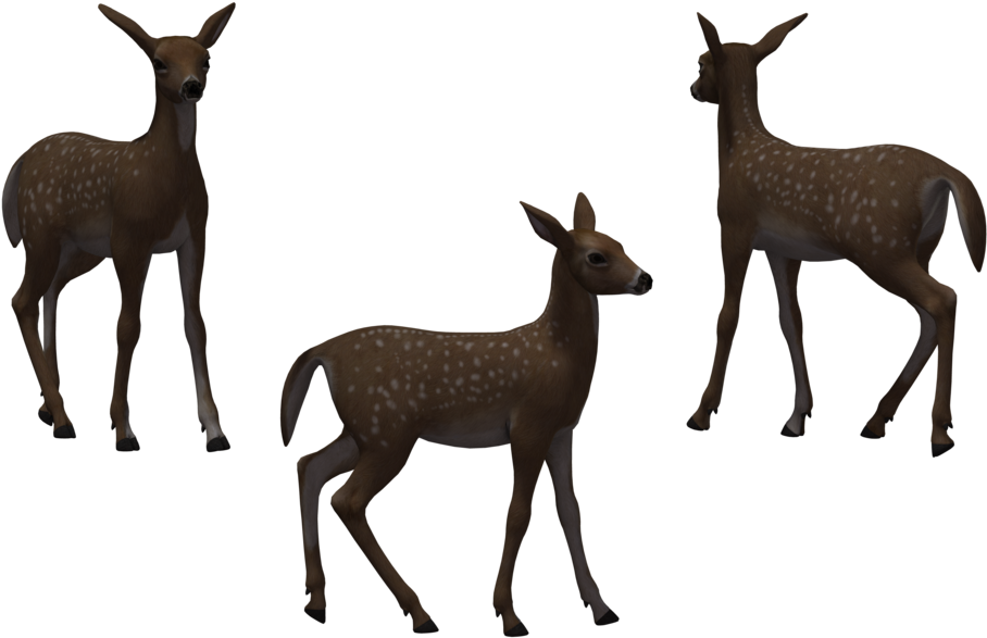 Clip Arts Related To - Roe Deer (1024x645)
