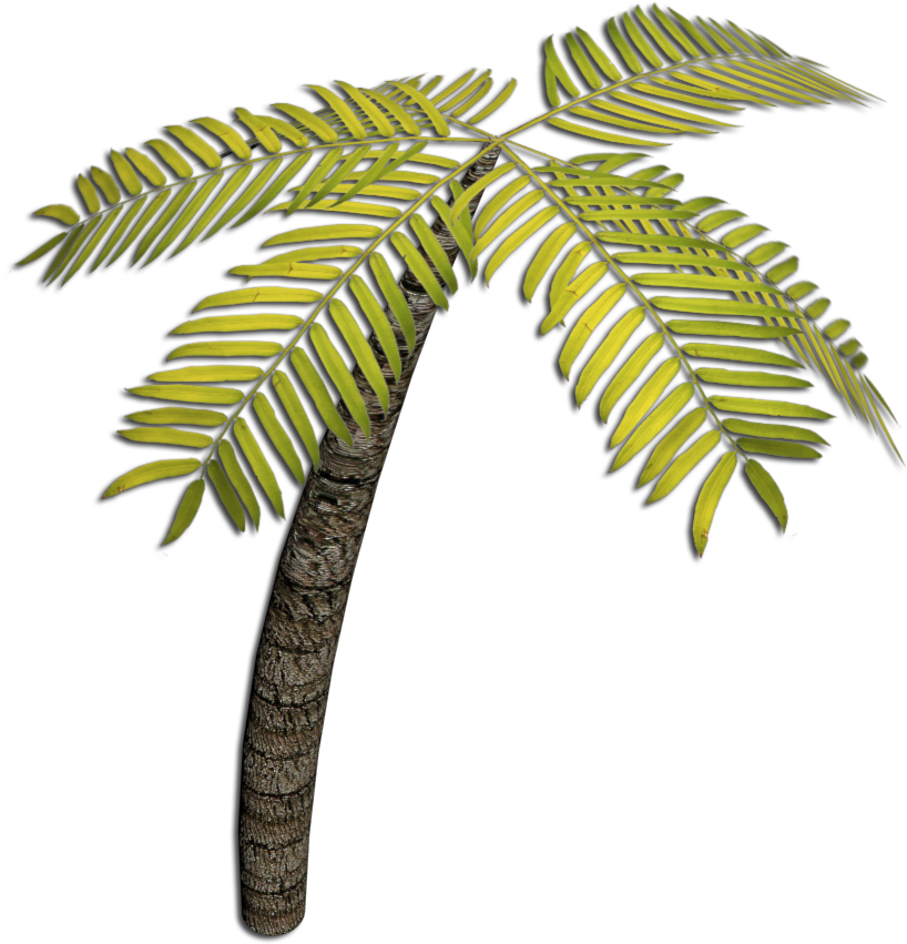 3d Lesson - Coconut (860x909)