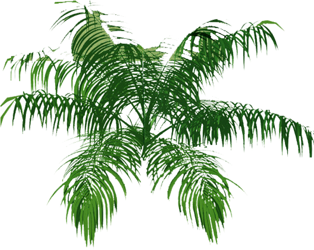 Explore Tree Plan, Palm, And More - Vegetation Top View Png (672x752)