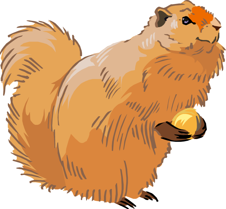 Squirrel Nest Clipart - Squirrel (750x693)