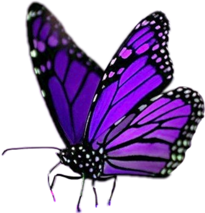 Monarch Butterfly (480x480)