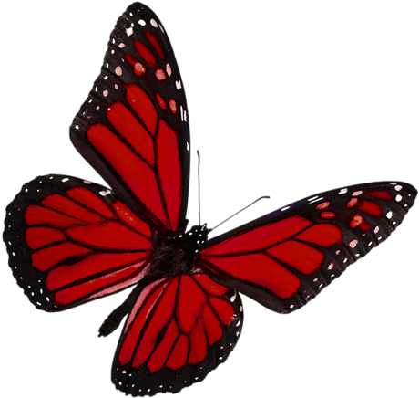 Бабочки Красные, Розовые - Macmillan Coffee Morning Poster 2017 (500x473)