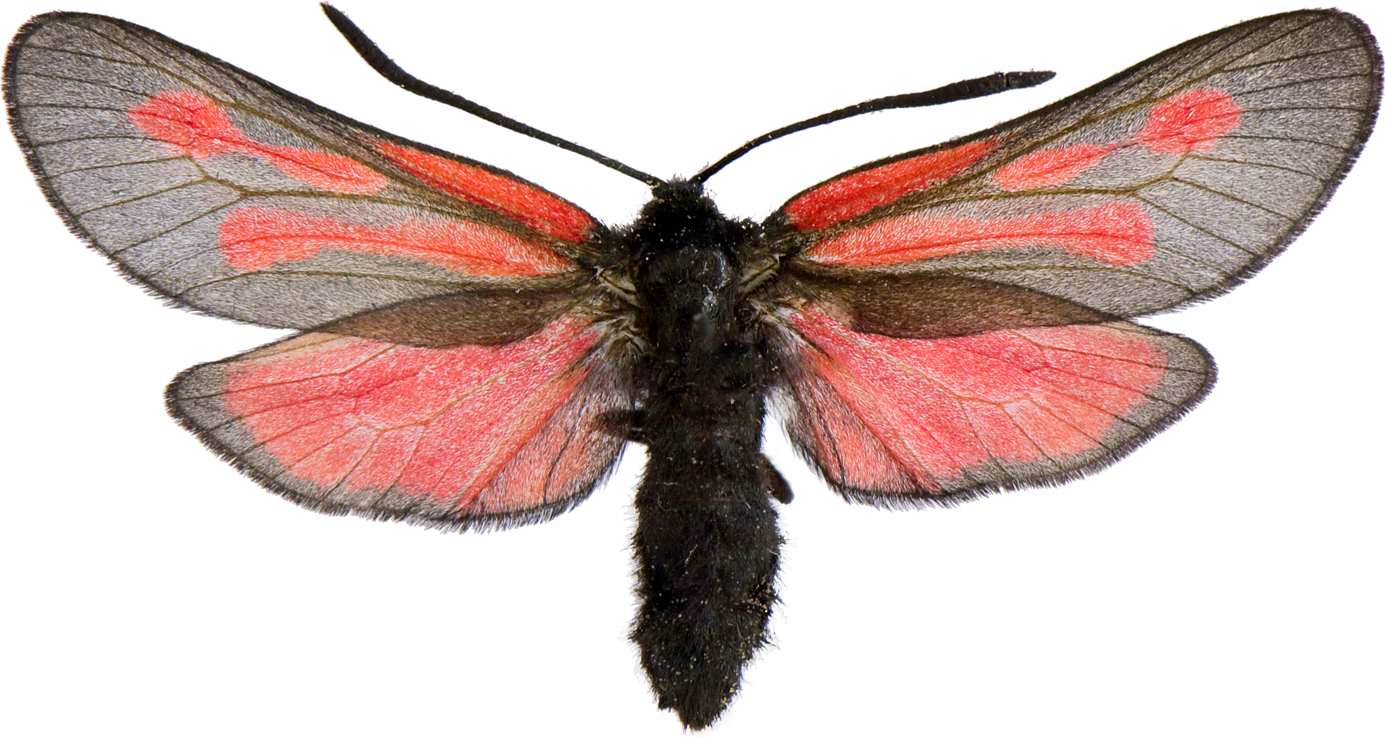Brush-footed Butterflies Zygaena Osterodensis Burnet - Zygaena Osterodensis (2796x1484)
