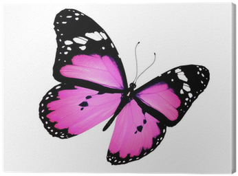 Pink Butterfly Flying, Isolated On White Canvas Print - White (400x400)