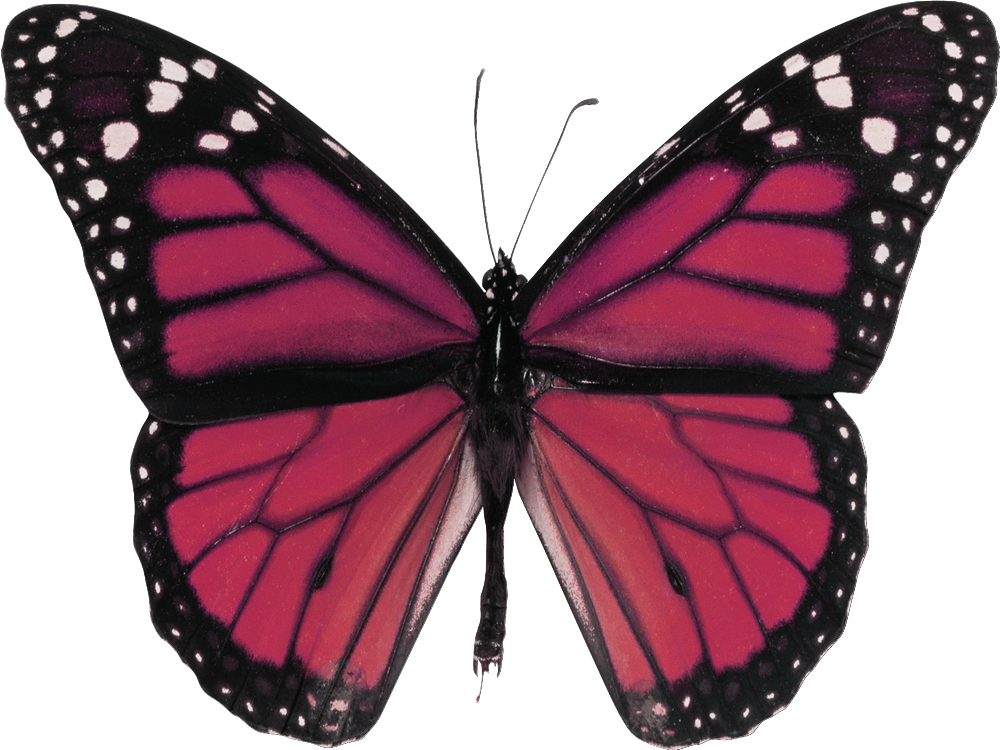 Vintage Ads Art - Monarch Butterfly Framed (1000x750)