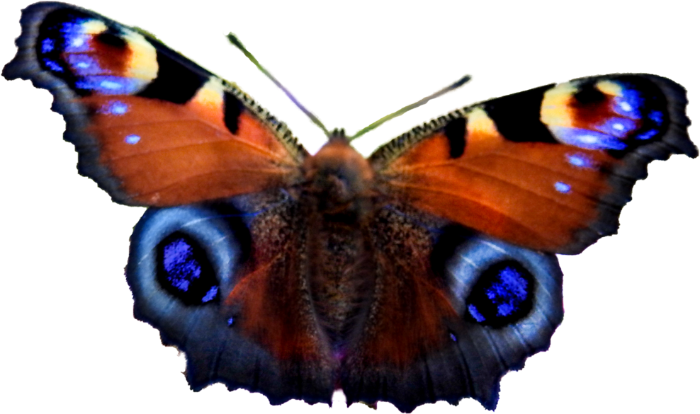 European Peacock Butterfly Png By Bunny With Camera - Aglais Io (1024x768)