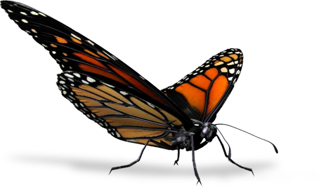 Butterfly - Visiting Nurse Association Of Erie (454x267)